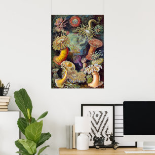 Pôster Aquarelas Antigas de Anêmonas Marinhas por Ernst H