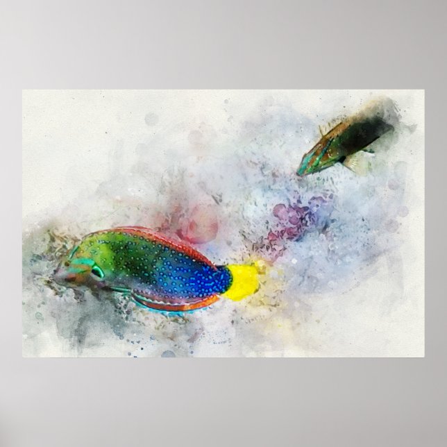 Poster Aquarelas tropicais havaianas - Wrasse (Frente)