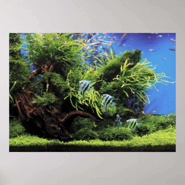 Pôster Aquário de Angelfish Água fresca (Frente)