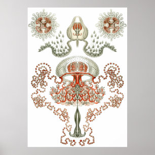 Poster Aquatic Art ~ Jellyfish