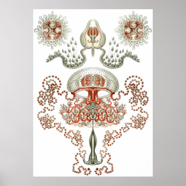 Poster Aquatic Art ~ Jellyfish (Frente)