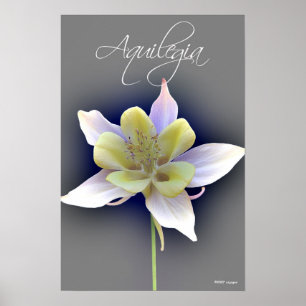 Pôster Aquilegia