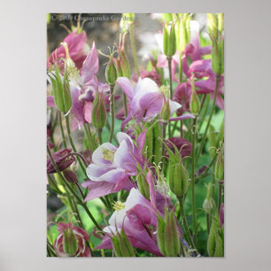 Poster AQUILÉGIA das FLORES