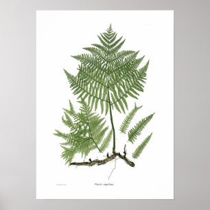 Pôster Aquilinum do Pteridium