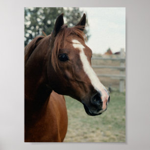 Pôster Árabe em Pasture