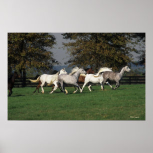 Poster Árabes correndo em campo