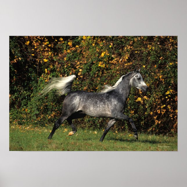 Pôster Árabes Correndo: outono (Frente)