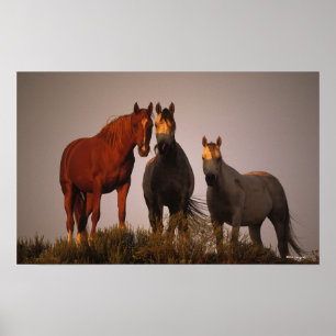 Pôster Árabes no por do sol