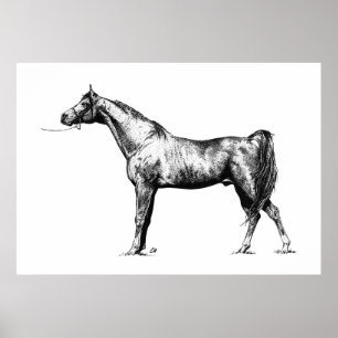Pôster Arabian in Pen & Ink