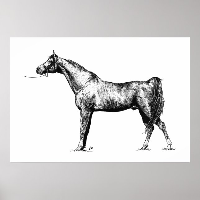 Pôster Arabian in Pen & Ink (Frente)