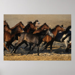 Poster Arabs Running in the Desert