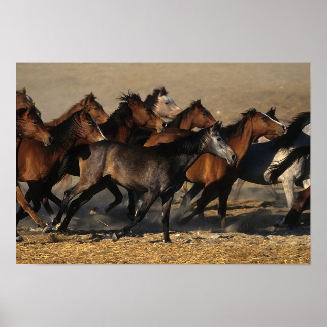 Poster Arabs Running in the Desert (Frente)