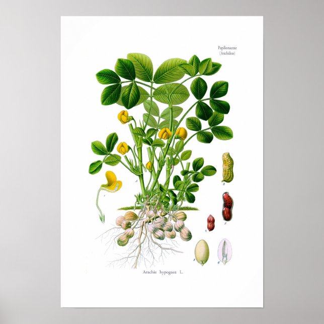 Poster Arachis hipogaea (amendoim) (Frente)