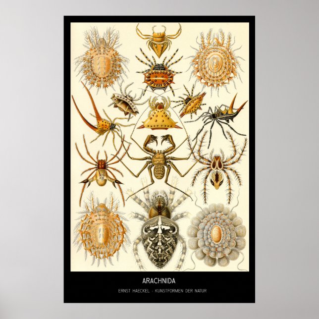 Poster Arachnida - Placa 58 - Kunstformen der Nature (Frente)