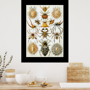 Poster Aracnídeos por ilustração vintage de aranha de Hae