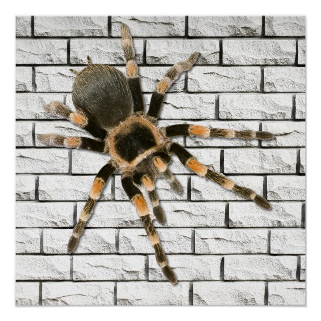 Pôster araignée mygale (Brachypelma smithi).  (Frente)