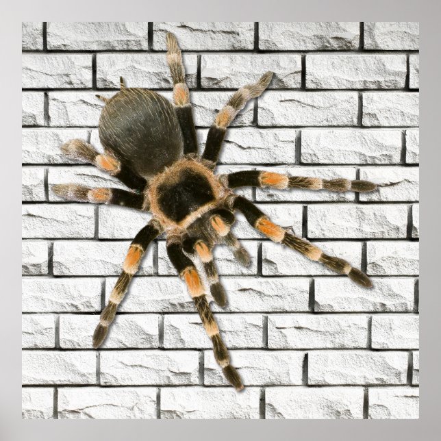 Poster araignée mygale (Brachypelma smithi).  (Frente)