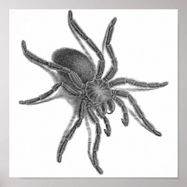 Pôster Aranea Avicularia, Aranha Cubana Negra (Frente)