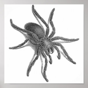 Pôster Aranea Avicularia, aranha cubana preta