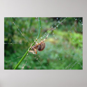 Poster Araneus - Aranha Tecelã