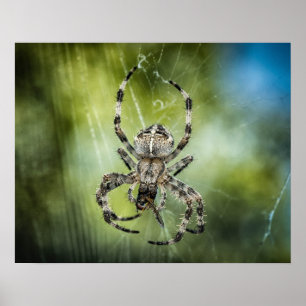 Pôster Aranha