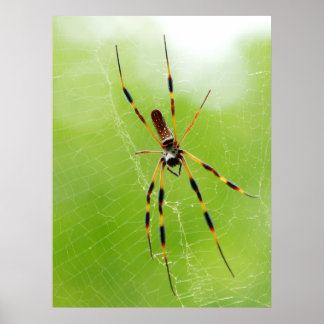 Poster Aranha Amarela e Preta (Fundo Verde)