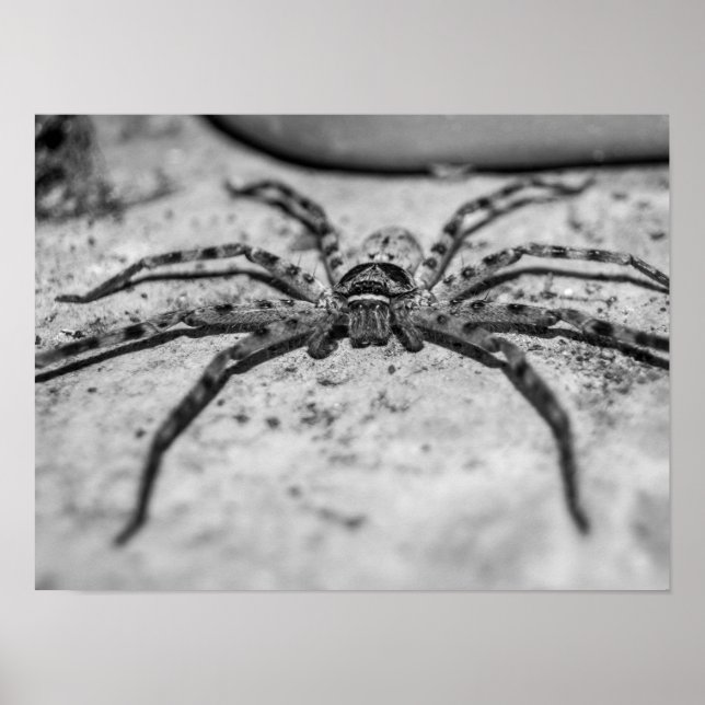 Poster Aranha-caçadora (Frente)
