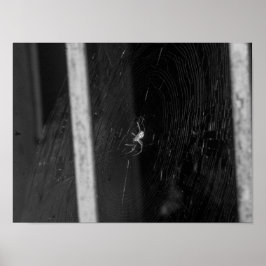 Poster Aranha- caveira