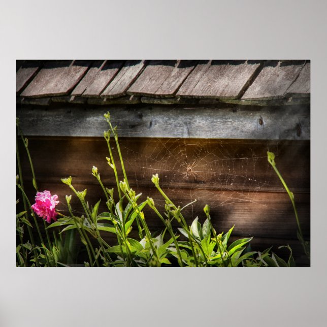 Poster Aranha - Charlottes Web (Frente)