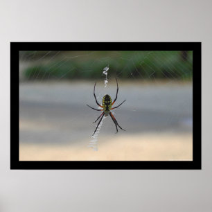 Pôster Aranha da escrita (Argiope Aurantia)