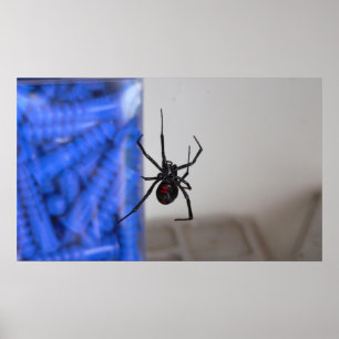 Pôster Aranha da viúva negra