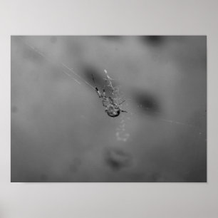 Poster aranha-de-jardim-europeia