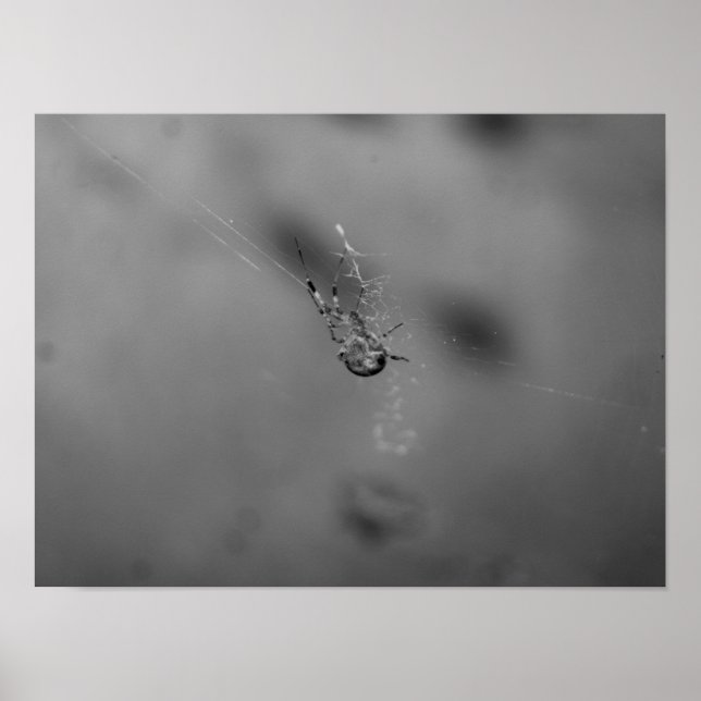 Poster aranha-de-jardim-europeia (Frente)