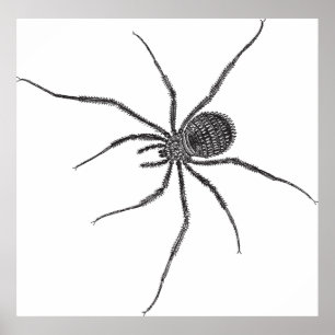 Poster Aranha de Pernas Longas