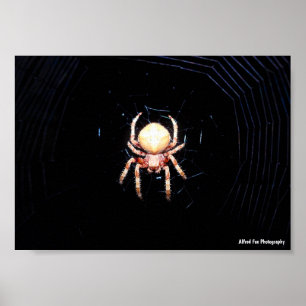 Poster Aranha de Rodas Laranja