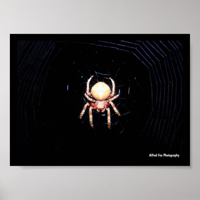 Poster Aranha de Rodas Laranja (Frente)