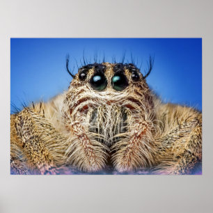 Poster Aranha de salto