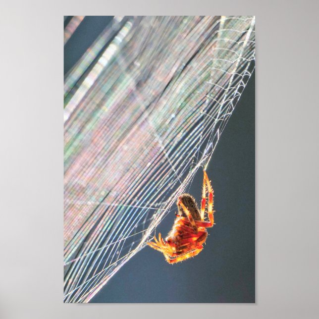 Poster Aranha de teia orbicular na teia (Frente)