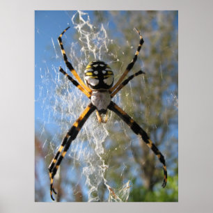 Pôster Aranha do Argiope