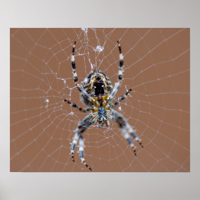 Poster Aranha do Jardim (Frente)