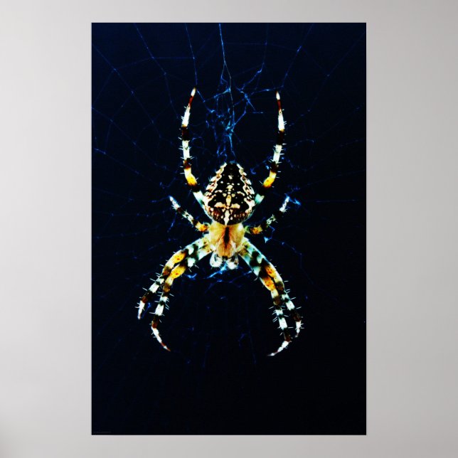 Poster Aranha do Jardim Europeu (Frente)