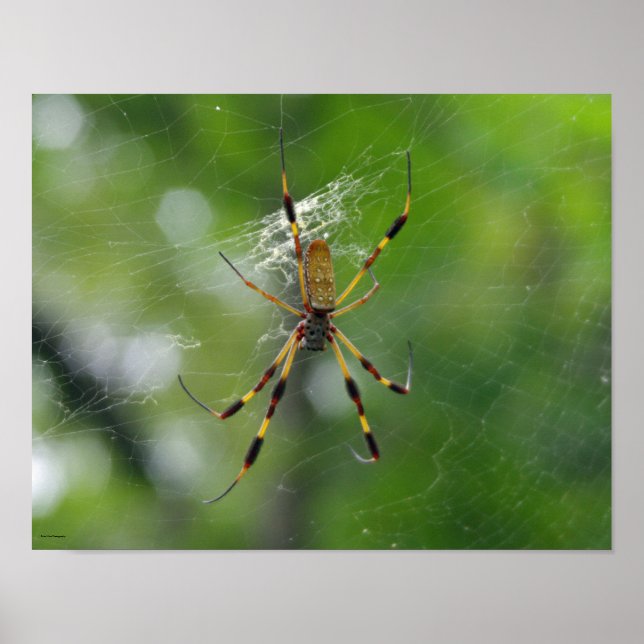 Poster Aranha-do-jardim preto e amarelo (Frente)