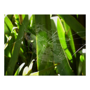 Pôster Aranha-do-mar na Natureza das Folhas Tropicais