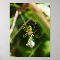 Aranha-do-mato-fêmea