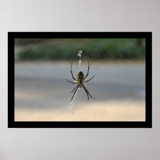 Pôster Aranha escrevendo (Argiope Aurantia)