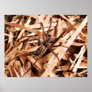 Poster Aranha fêmea do vagabundo