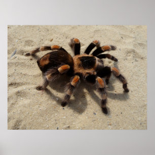 Pôster Aranha Flameknee Tarantula mexicana