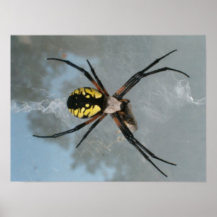 Pôster Aranha, jardim comum