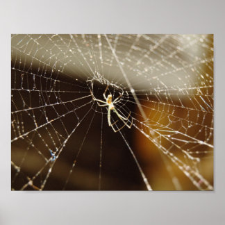 Poster Aranha na Web