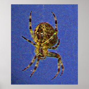 Poster Aranha Orb Colorida